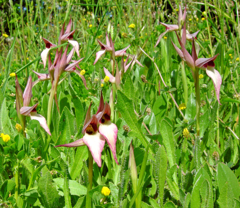 Orchidee del Chianti - Ophrys sphegodes e altre...